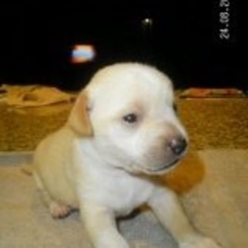 Shiloh