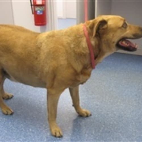 No photo for Urgent Foster Care By Wed 27th   Good With Cats
