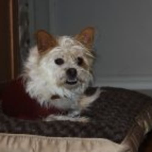 Ollie Av227 *Adoption Pending*