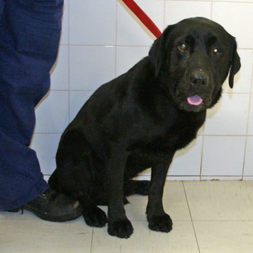 Cojack