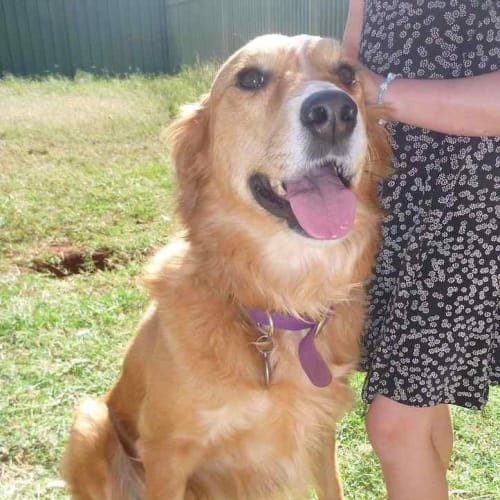 No photo for Bella Girl(td055)*Adopted*
