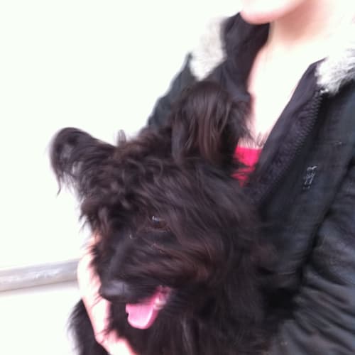 Cindy *Adoption Pending*