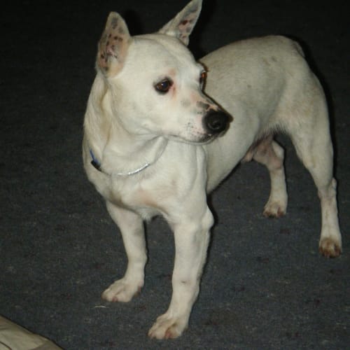 Arnie Schwarzenegger Av259 *Adoption Pending*