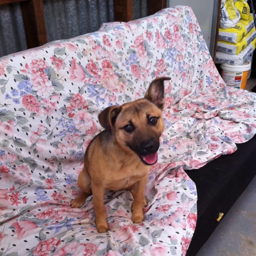 May Needs Foster Asap