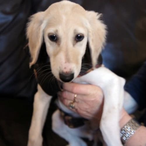 Ella - On Trial in Her New Home!