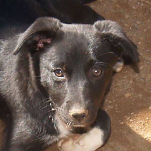 Georgia - Adoption Pending