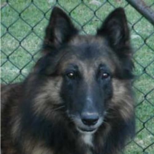 Zanny - Adoption Pending