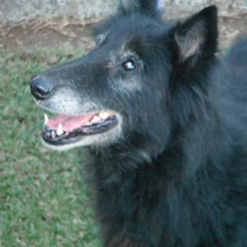 Penny - Adoption Pending