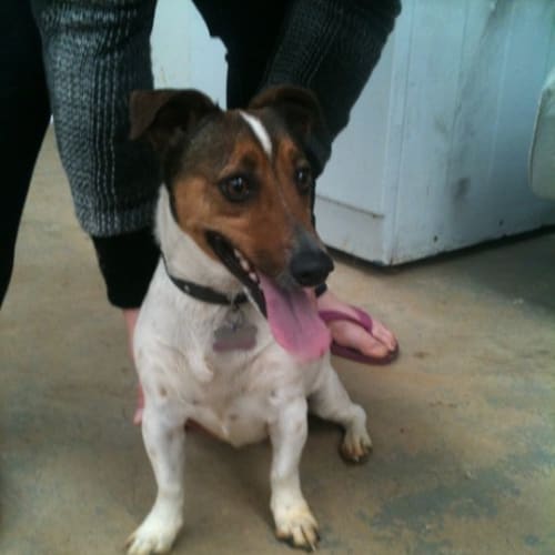Alby *Adoption Pending*