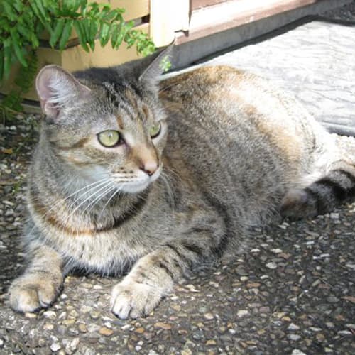 Tiger Lilly
