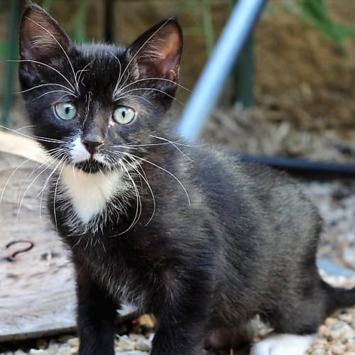 Mo - a Panther with Panache!