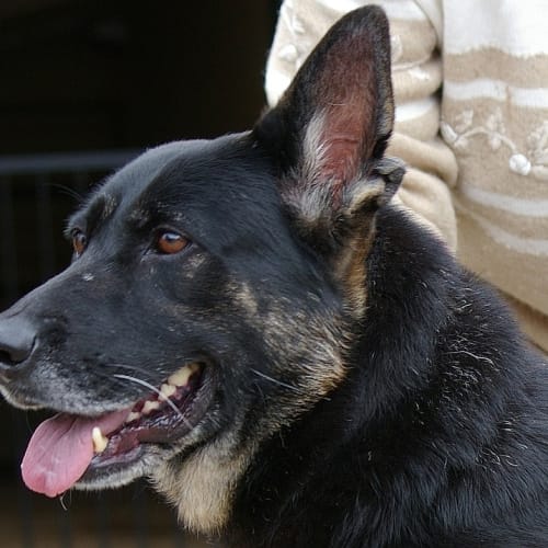 No photo for Lillie On Trial With Her New Owner
