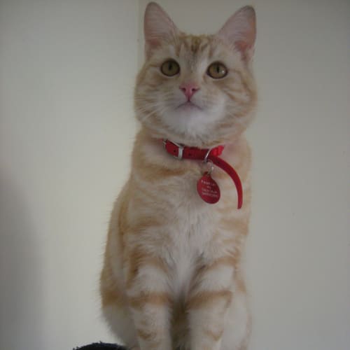 Dermot *On Trial in His New Home!*