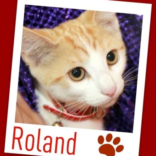 No photo for Roland