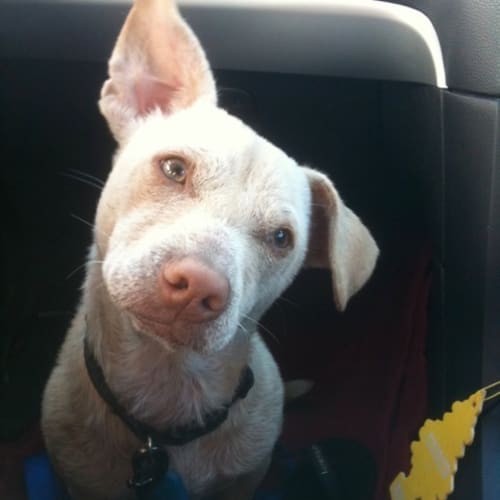 Rusty Av214 *Adoption Pending*