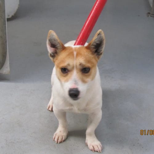 No photo for Ararat 0151 Jack Russell