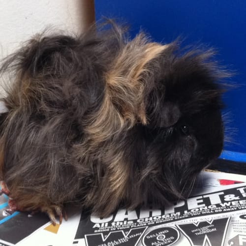 No photo for **On Trial In Her New Home!**Coco Female Guineapig