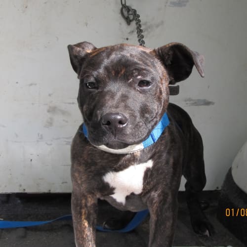 No photo for Ararat 0158 Staffy X