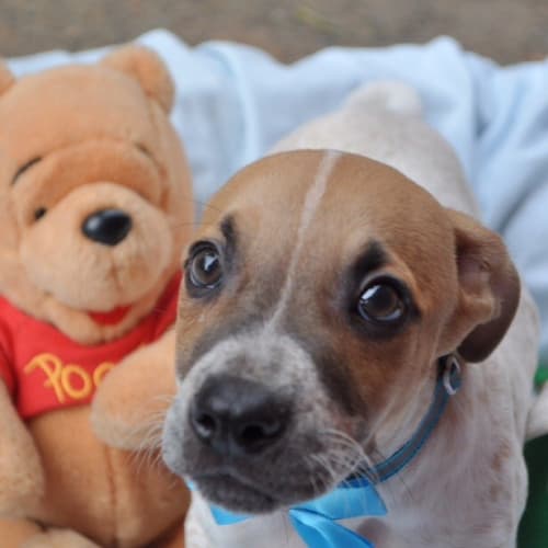 No photo for Leo A Happy Puppy
