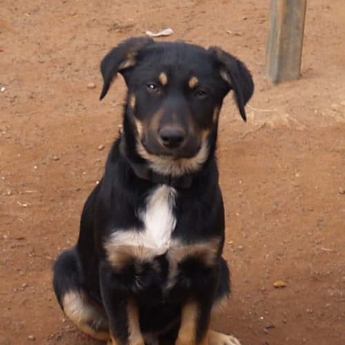 Gavin - Adoption Pending