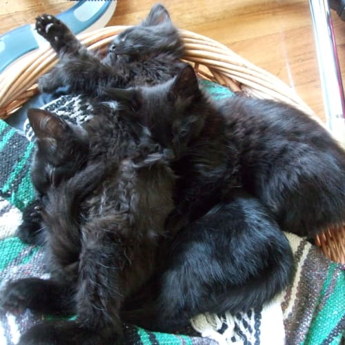 No photo for Black Fluffy Kitties!