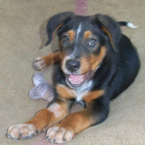 Bolt