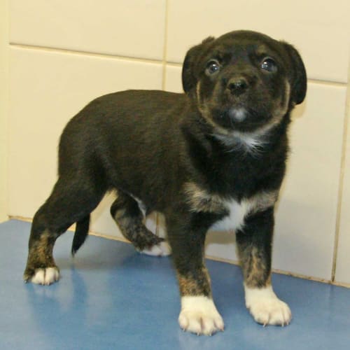 Garnet