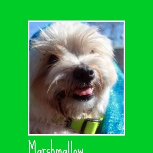 No photo for Marshmallow