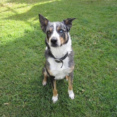 No photo for Ranger *On Trial Adoption*