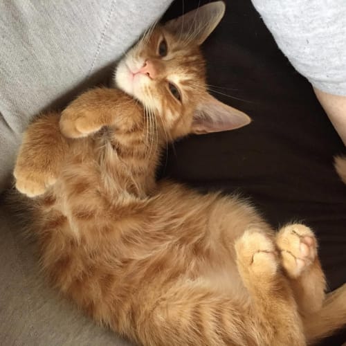 Snap 🦁 Ginger Ninja Kitten