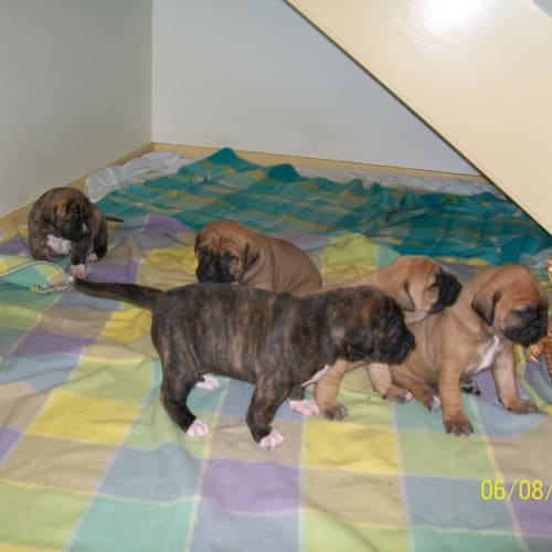 Bull Arab X Mastiff/Great Dane Pups