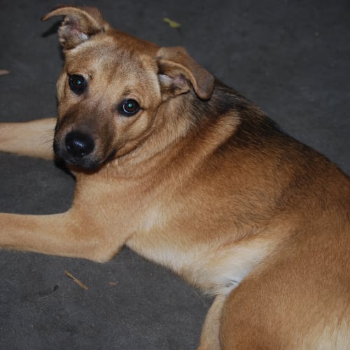 Bruno * Adoption Pending