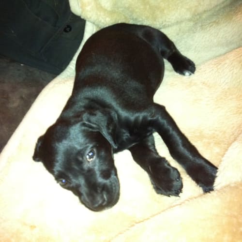 No photo for Labrador X Pups