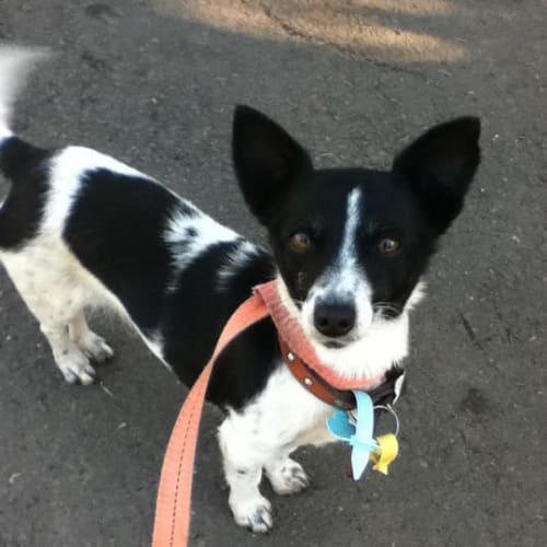 Belle .. Adoption Pending