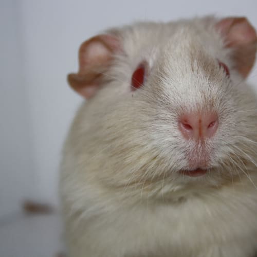 Pear