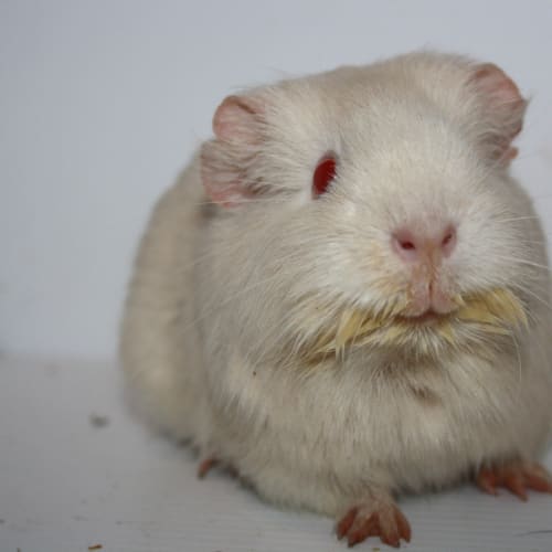 Mouse