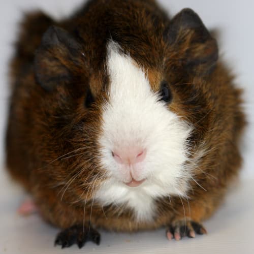 No photo for Grape   Adopted