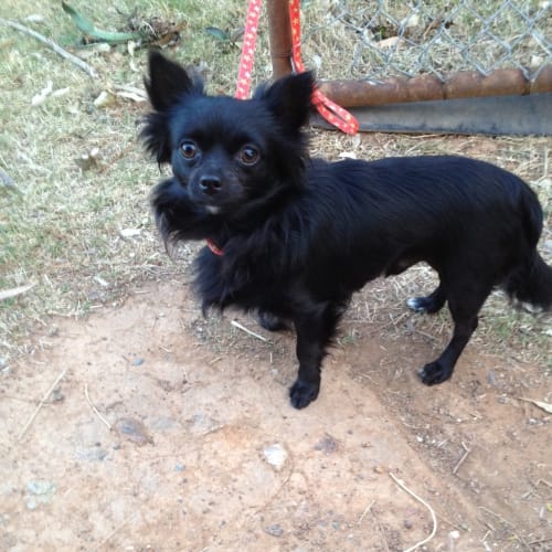 Nitro**On Adoption Trial**