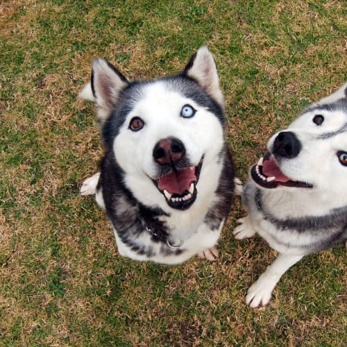 Kia & Sesko
