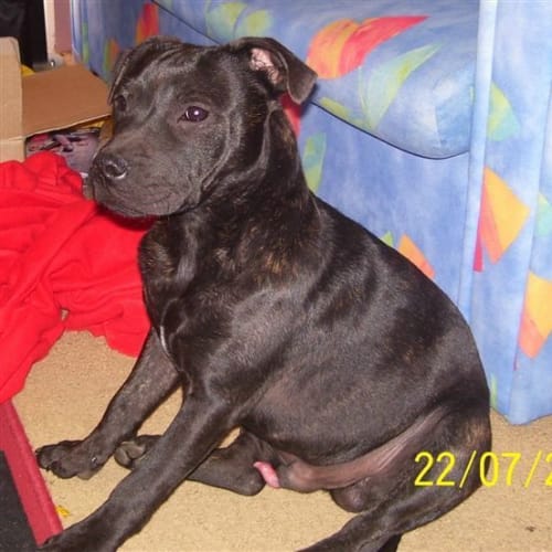No photo for Cadbury *Adoption Pending*