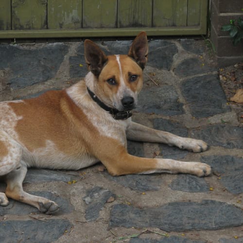 No photo for Rusty *Foster Carer Needed*