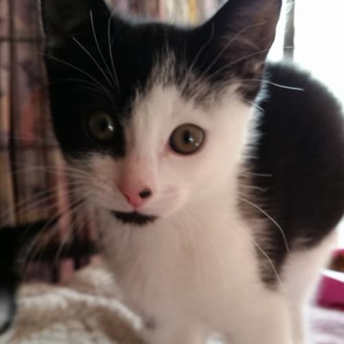 Irwin *2nd Chance Cat Rescue*
