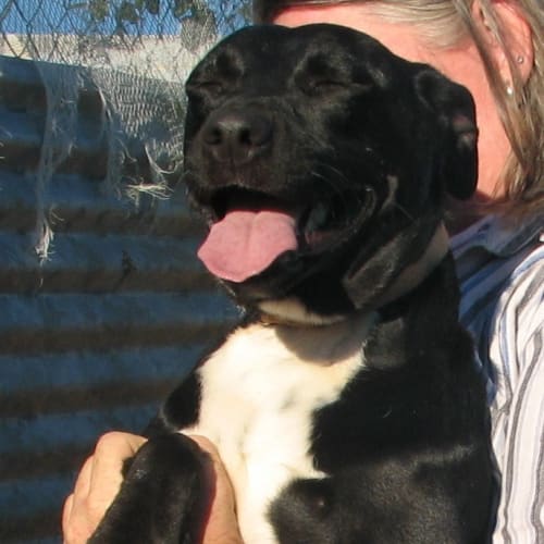 No photo for Bella *Adoption Pending*