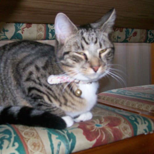 No photo for Mon Cherie