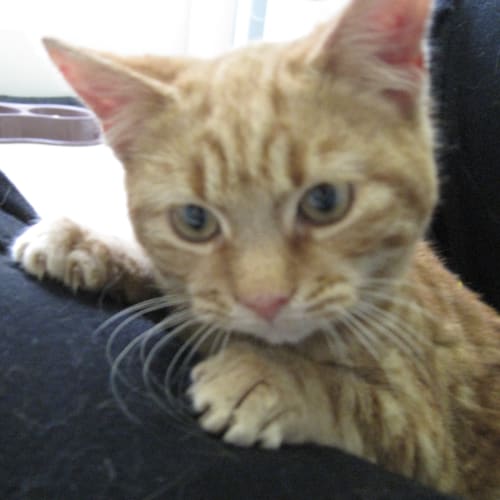 No photo for Richie "Rich" 12 Weeks