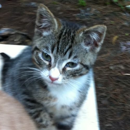 No photo for Tibby