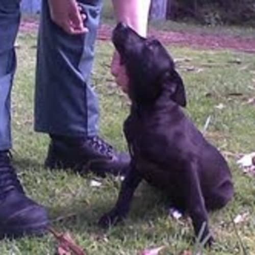 No photo for Cilla   Adoption Pending