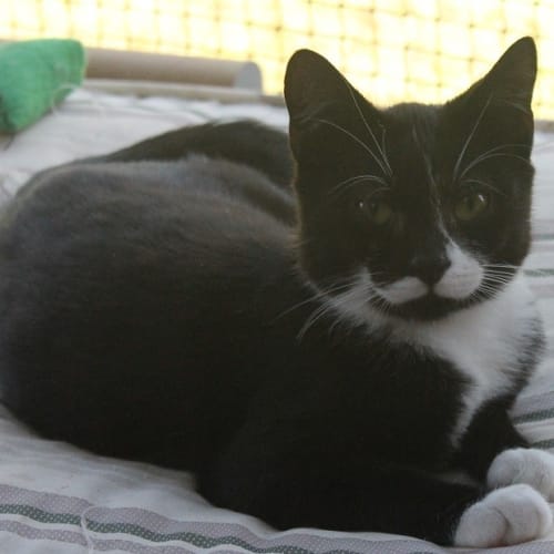 Freddie
