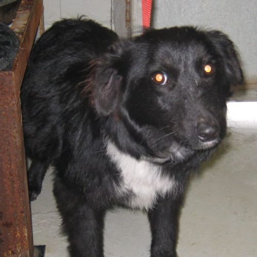 No photo for Ng 1247 11   Rehomed