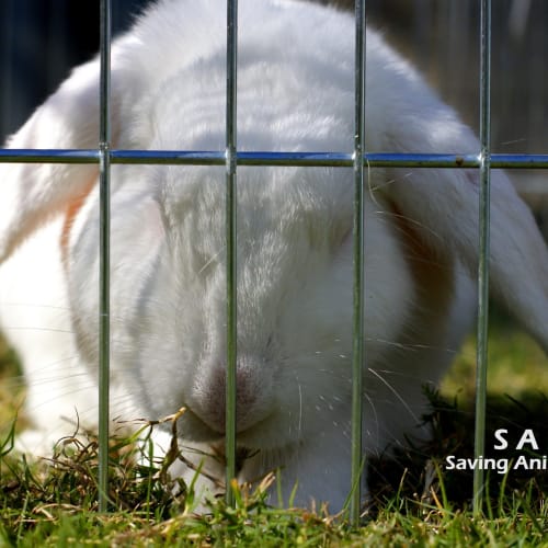 No photo for Thumper(r0008)*Adopted*
